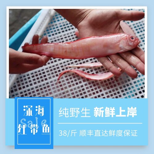 野生红带鱼新鲜带鱼红娘鱼红刀鱼500g装鲜度保证