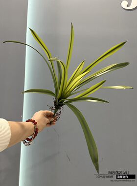 蕙兰叶手感软胶把束兰花