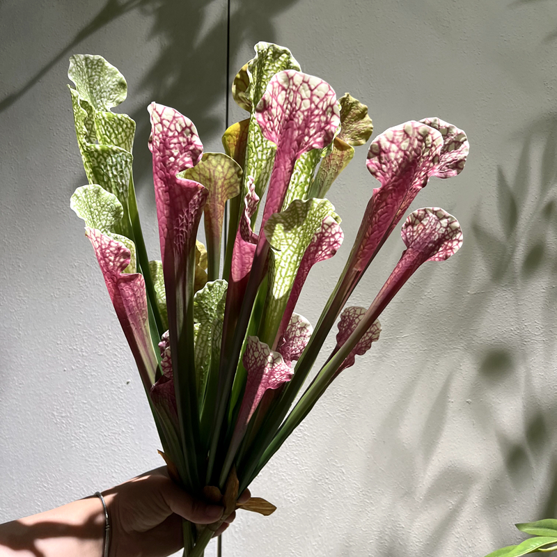 软装陈设手感保湿瓶子草