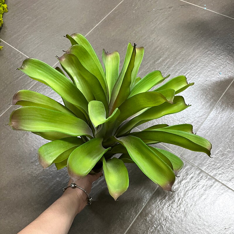 多肉植物仿真绿植凤梨沙漠景观图片
