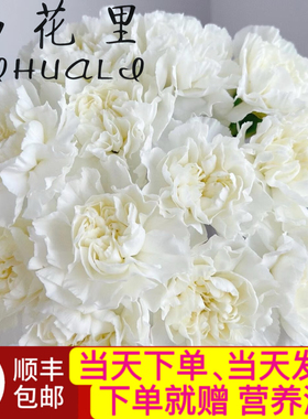 当日顺丰发货 10支白色单头康乃馨花期超长鲜花顺丰包邮送货上门