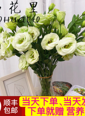 当日顺丰发货15-18朵花 绿色多头洋桔梗鲜切花顺丰包邮送花上门