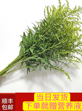 当日顺丰发货 10支黄莺草或尤加利鲜花新鲜配草顺丰包邮（登高草