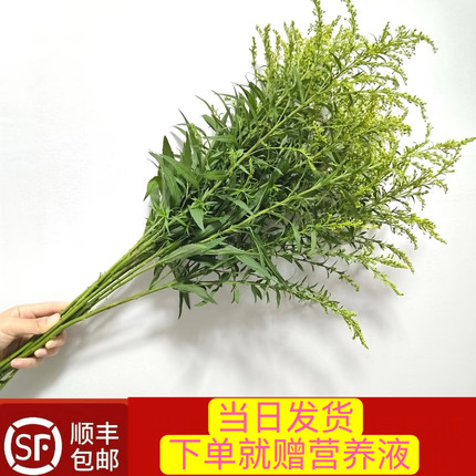 当日顺丰发货 10支黄莺草或尤加利鲜花新鲜配草顺丰包邮（登高草
