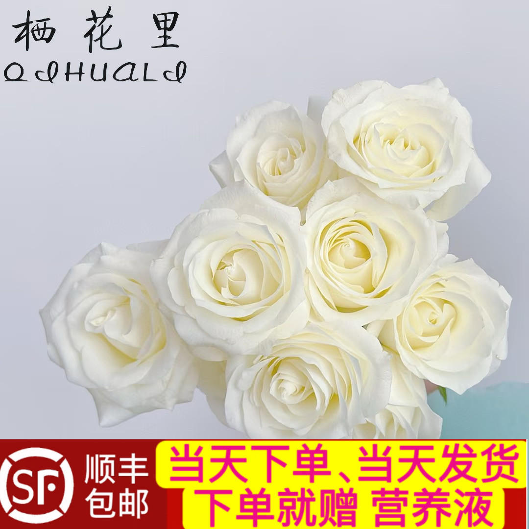 当日顺丰发货 白色系单头玫瑰10支顺丰包邮家居鲜花送货上门