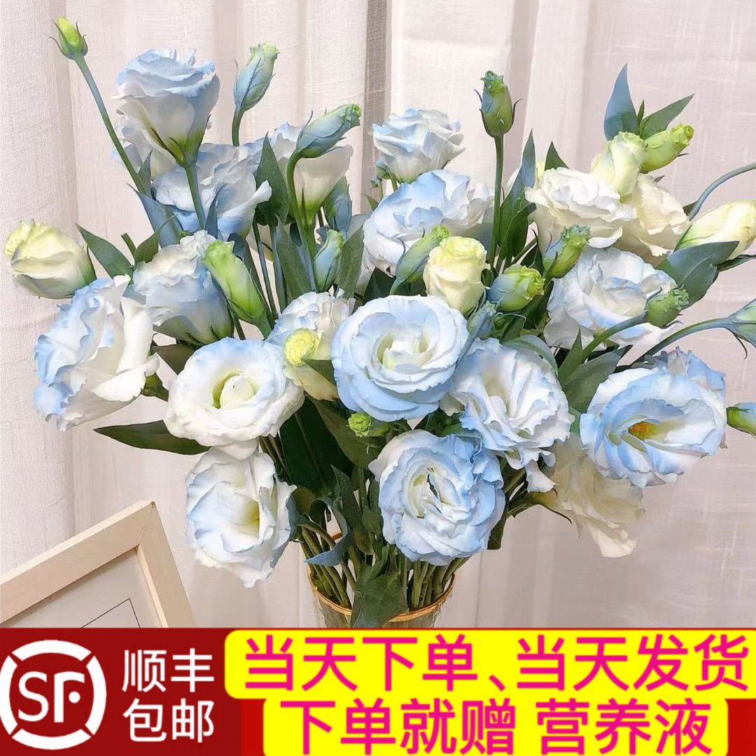当日发货15-18朵喷色碎冰蓝多头洋桔梗云南鲜切花顺丰包邮次日达