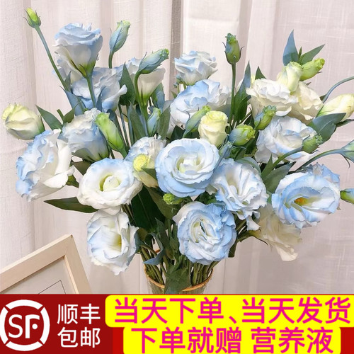 当日发货15-18朵喷色碎冰蓝多头洋桔梗云南鲜切花顺丰包邮次日达