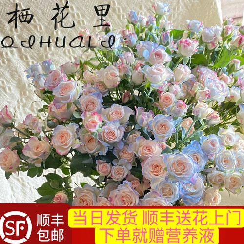当日发货 碎冰蓝折射40-50朵花10支多头玫瑰鲜花顺丰包邮送货上门