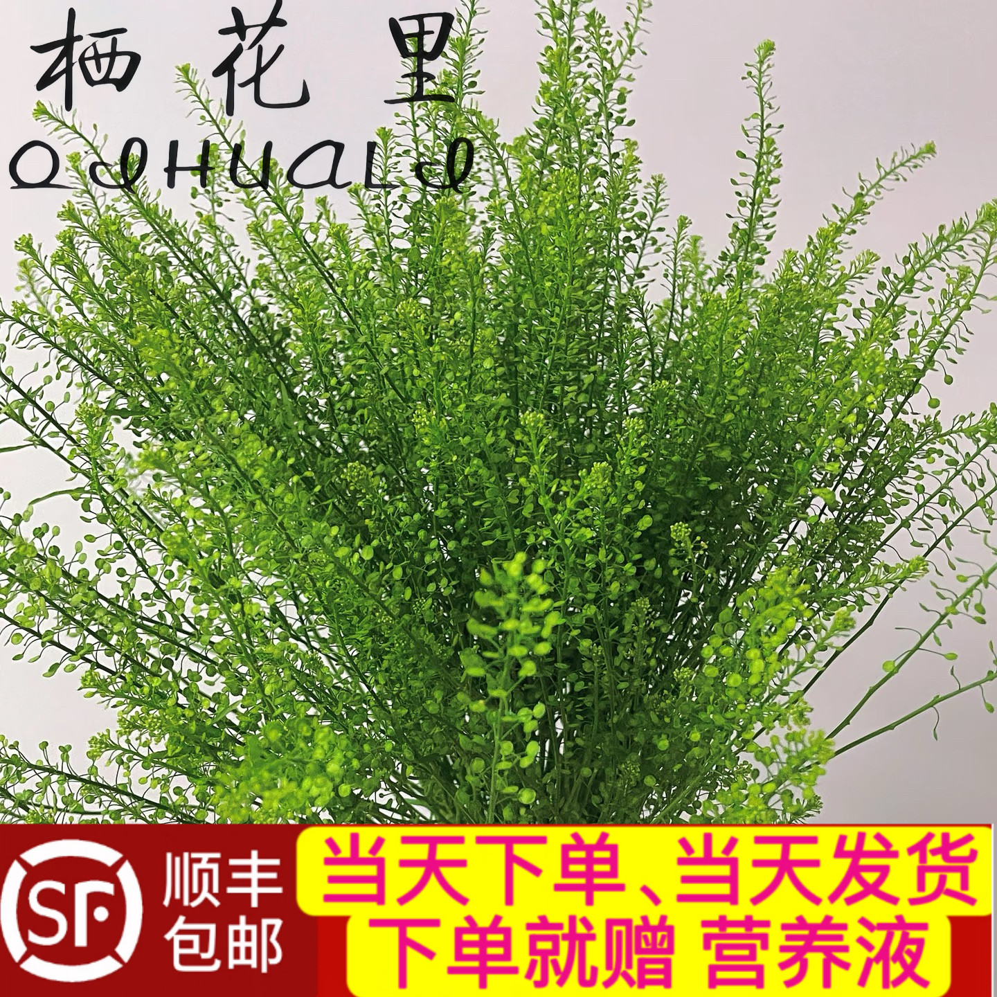 当日顺丰发货 绿灵草一把配草鲜花顺丰包邮次日达或隔日达