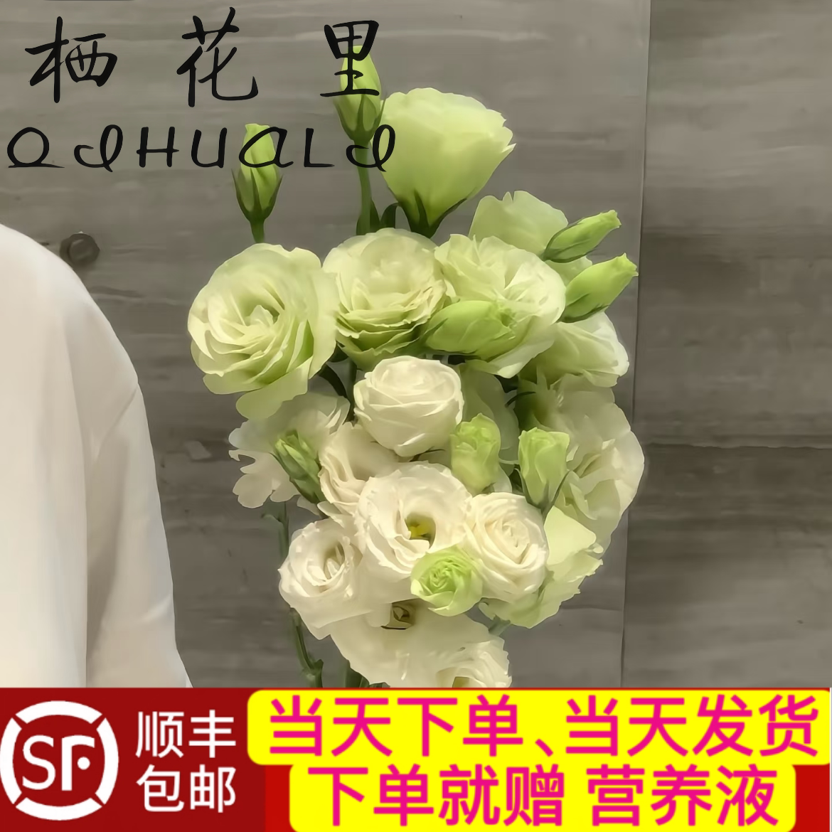 当日顺丰发货 （白色+绿色）混色洋桔梗15-18朵花鲜花顺丰包邮