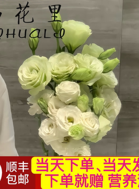 当日顺丰发货 （白色+绿色）混色洋桔梗15-18朵花鲜花顺丰包邮