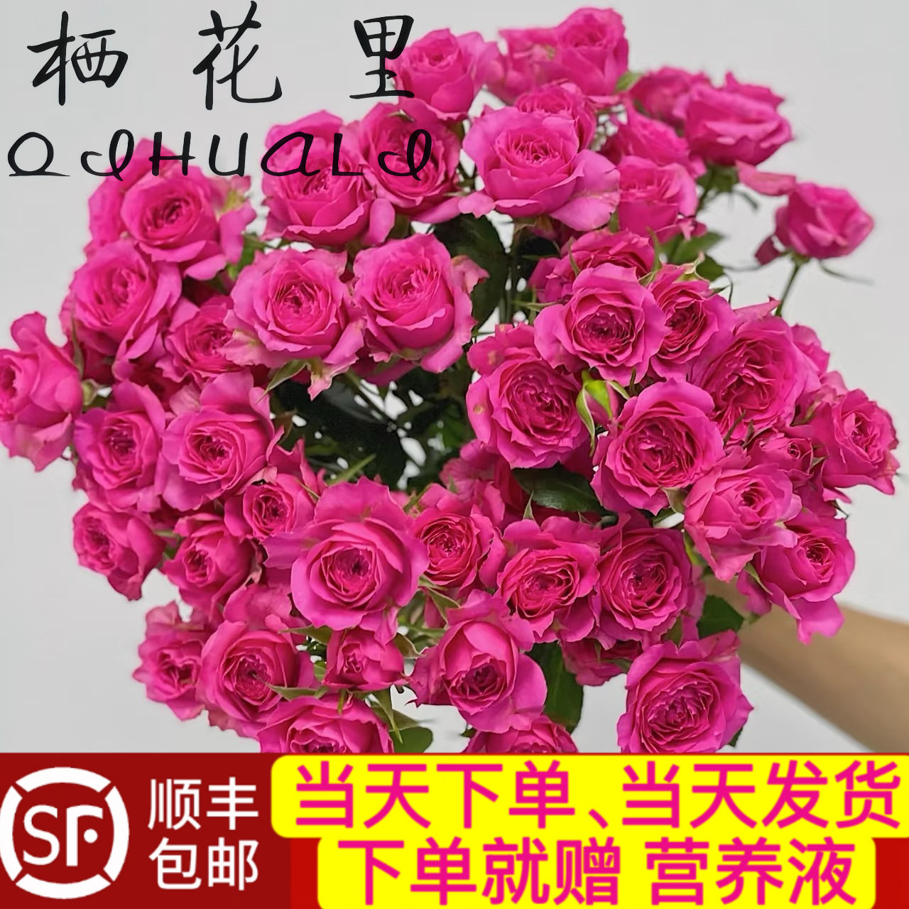 当日发货 苏菲宝贝10支40-50朵花多头玫瑰家居鲜切花顺丰包邮