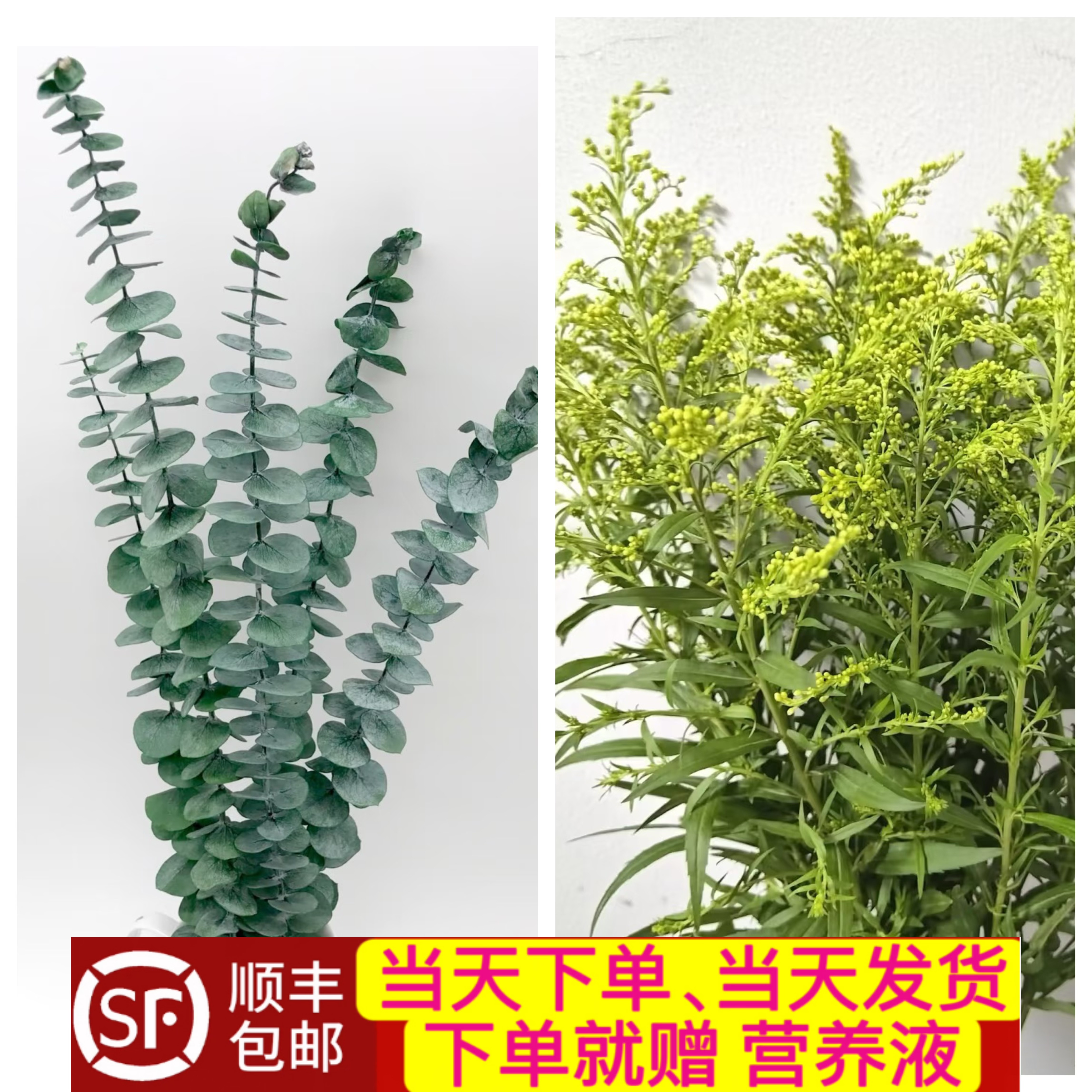 当日顺丰发货 10支黄莺草或尤加利鲜花新鲜配草顺丰包邮（登高草