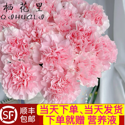 当日顺丰发货 10支粉色单头康乃馨鲜切花花期长顺丰包邮次日达