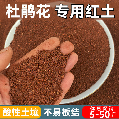 杜鹃花专用红土颗粒种植盘栽土