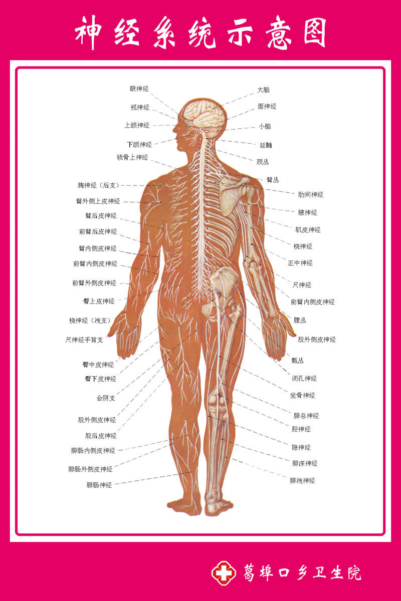 569居家海报展板贴纸素材134神经系统示意图解