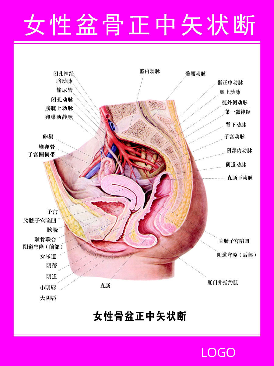 748居家海报展板喷绘贴纸图片204女性盆骨矢状断解剖图