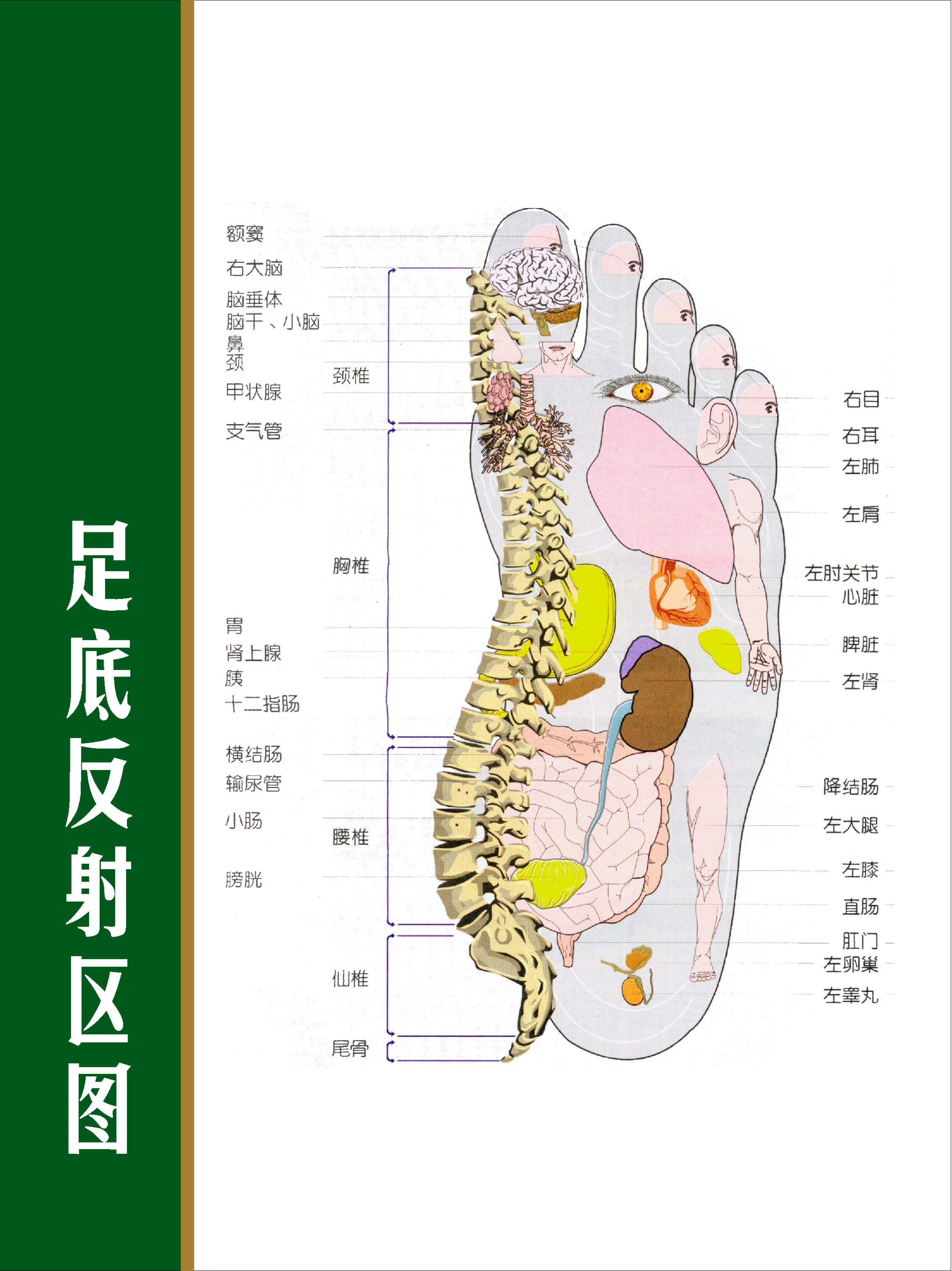 338居家海报展板喷绘贴纸图片14足底反射区图贴图印制