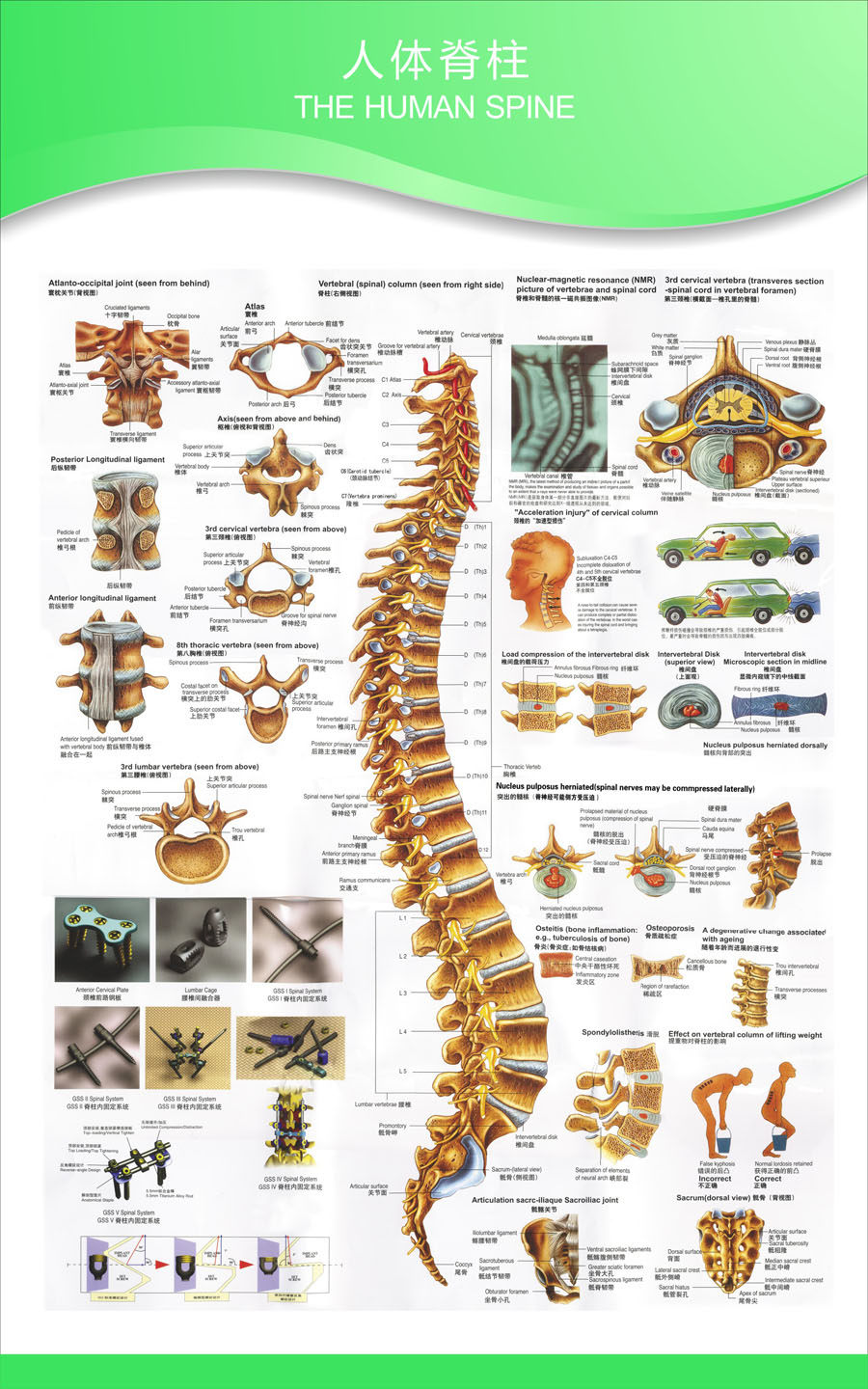 750居家海报展板喷绘贴纸图片82人体脊柱解剖图挂图