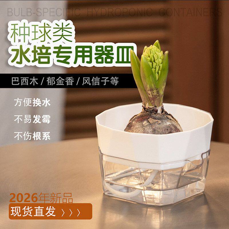 巴西木郁金香百合风信子透明水培容器植物种球专用器皿自吸水花盆