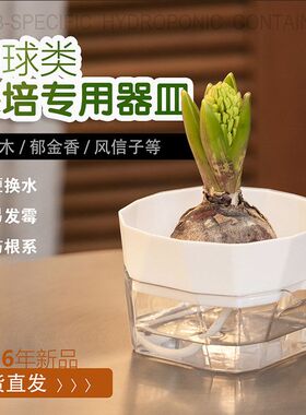 巴西木郁金香百合风信子透明水培