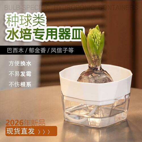 巴西木郁金香百合风信子透明水培