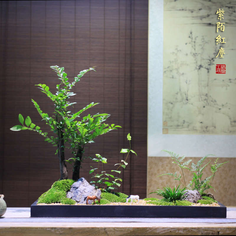 小叶紫檀中式枯山水盆景组合盆栽茶桌苔藓微景观菖蒲微型禅意茶室