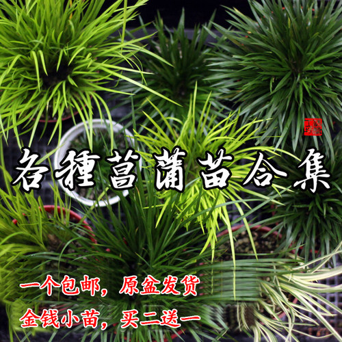 菖蒲书房美观增加文化品位