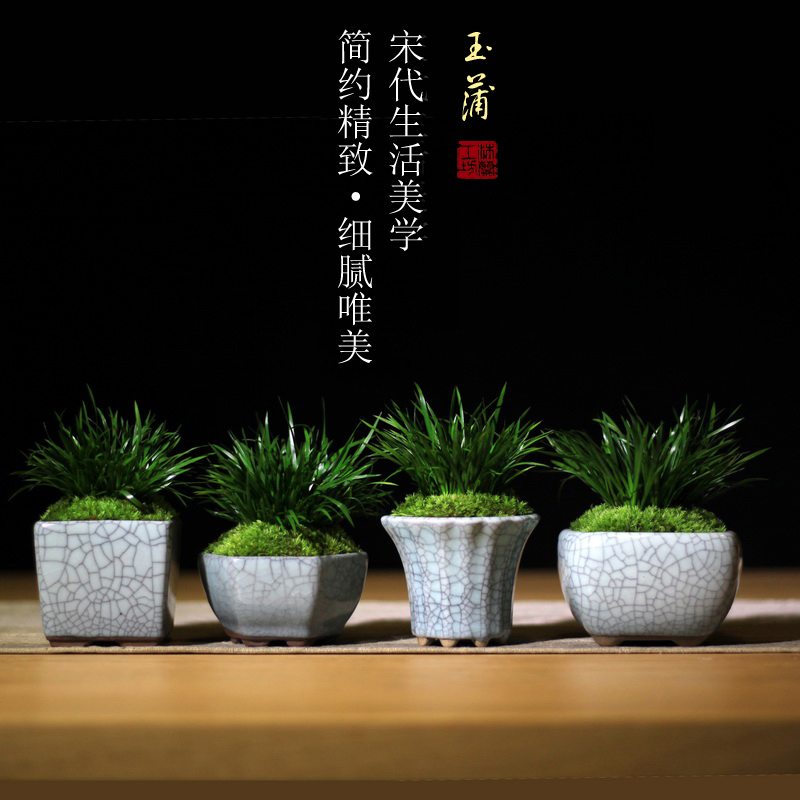 金钱菖蒲虎须日本姬贵船盆栽