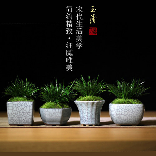 金钱菖蒲虎须日本姬贵船盆栽