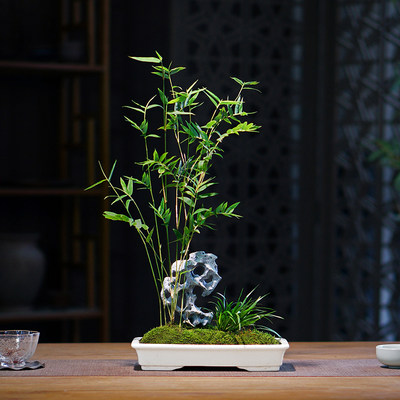 太湖石米竹盆栽竹子盆景办公室内桌面山水苔藓绿植书房茶桌植物花