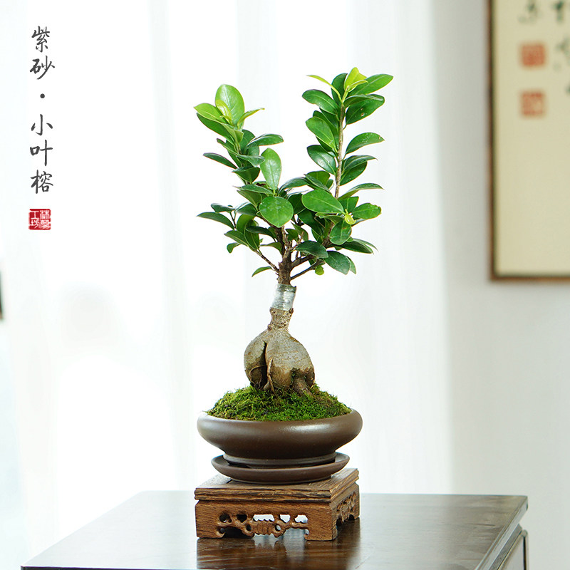 室内青型榕树盆景办公室桌好养树桩茶桌造常绿植盆景小面叶榕人参