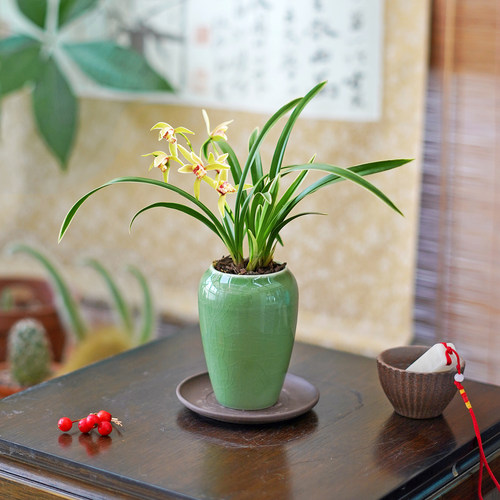 迷你茶台盆栽兰花大果冠
