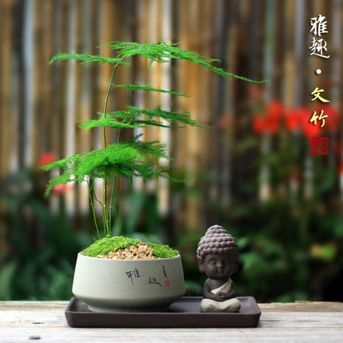 办公桌造型文竹禅意十足