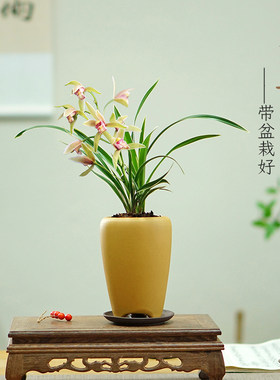 大果冠浓香兰花四季兰好养