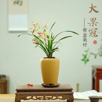 大果冠浓香兰花四季兰好养