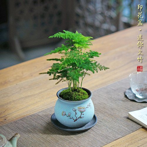 迷你文竹茶桌好养精致可人禅意足