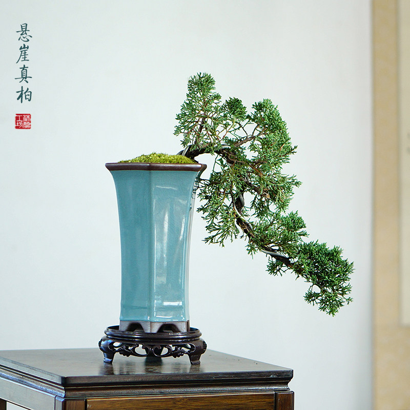 济州真柏悬崖造型垂枝柏树松树盆景名贵盆栽中式客厅书房茶室植物