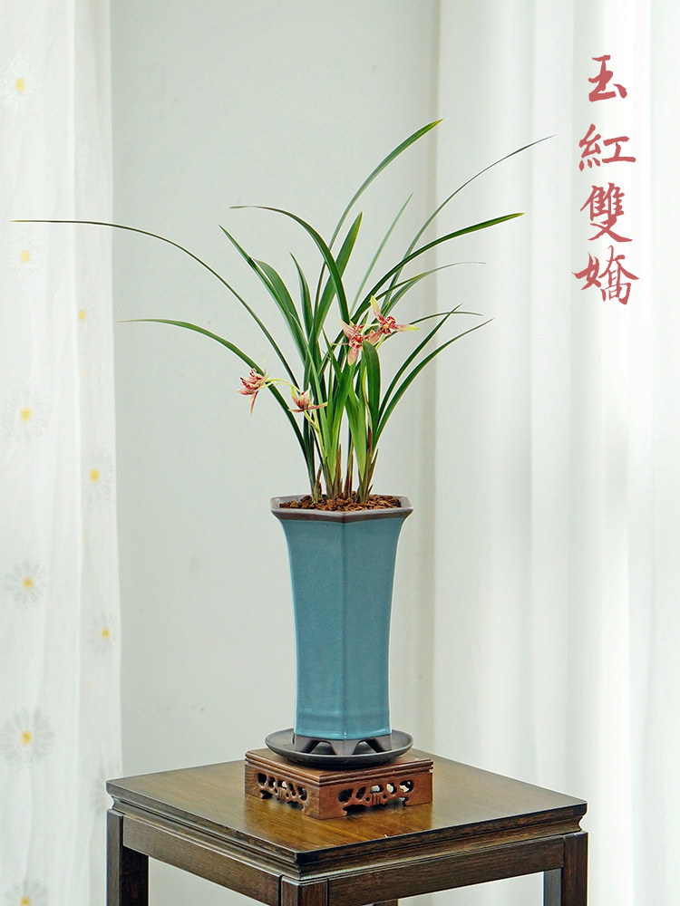 玉红双娇逸红国魂兰花草国兰建兰桌面中式高端盆栽花卉盆景香味
