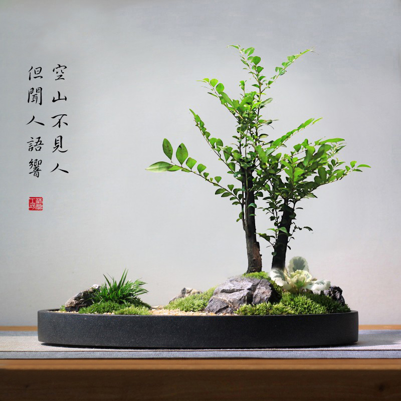 黑骨茶小叶紫檀新中式山水盆景禅意苔藓福禄桐菖蒲组合桌面绿植