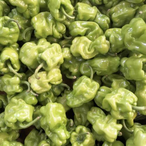 云南特产新鲜蔬菜顺风包邮邹皮椒1000克青辣椒邹壳辣虎皮辣子炒肉