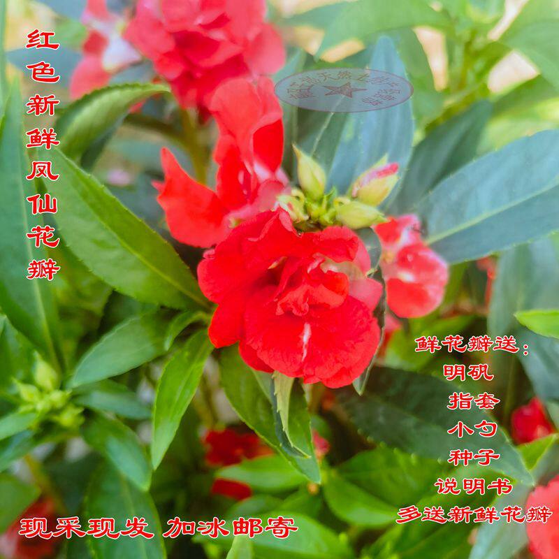 指甲草花新鲜花瓣凤仙花干花