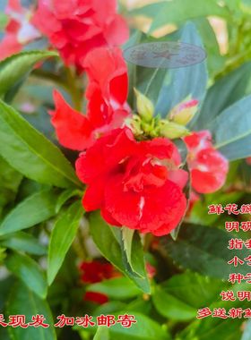 指甲草 现采红色凤仙花 白色新鲜凤仙花 干花瓣 花粉染发染甲包邮