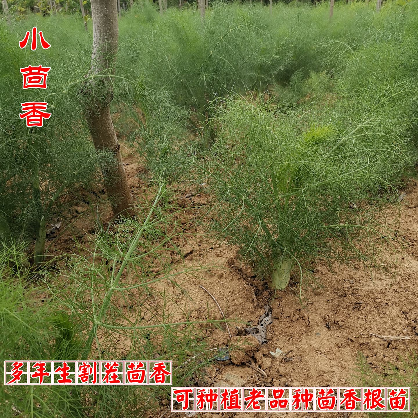 可种植茴香苗中药材茴香根
