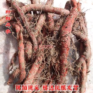 新鲜丹参 现拍现采赤参根 天然晾晒干血参根 中药材丹参根粉 包邮