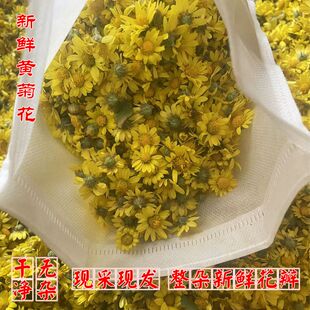 野生黄菊花 现采新鲜黄菊花 整朵干花 中药材野生山菊根 苦菊花茶