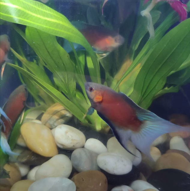 中国斗鱼淡水好养耐活