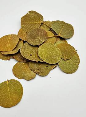 南美缸树叶造景树叶鱼缸造景素材