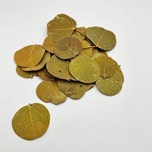 南美缸小圆叶鱼缸装饰树叶进口树叶纯天然树叶圆形叶水族专用