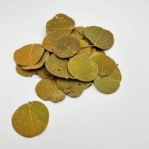 南美缸树叶造景树叶鱼缸造景素材